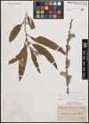 Foto von Salix cinerea L. x Salix viminalis L.